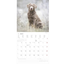 Kalenderblatt Jänner 2027 mit einer Fotografie eines silbernen Labrador Retrievers in einem Feld.
