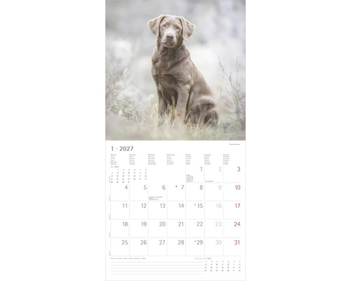 Kalenderblatt Jänner 2027 mit einer Fotografie eines silbernen Labrador Retrievers in einem Feld.
