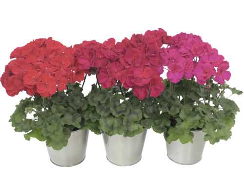 Drei stehende Geranien in verschiedenen Rot- und Pinktönen in silberfarbenen Metalltöpfen.