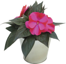 Blühendes Edellieschen mit pinken Blüten und dunkelgrünen Blättern in einem grauen Topf.