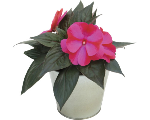 Blühendes Edellieschen mit pinken Blüten und dunkelgrünen Blättern in einem grauen Topf.