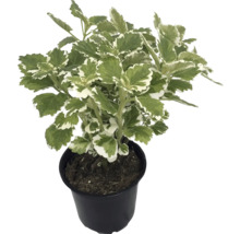 Weihrauchpflanze Plectranthus coleoides Variegatus im schwarzen Kunststofftopf mit grün-weißen Blättern.
