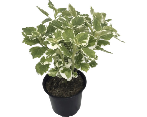 Weihrauchpflanze Plectranthus coleoides Variegatus im schwarzen Kunststofftopf mit grün-weißen Blättern.