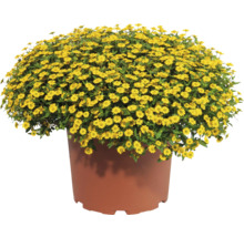 Husarenknöpfchen Sanvitalia procumbens mit kleinen gelben Blüten und grünem Laub in einem terracottafarbenen Pflanztopf.