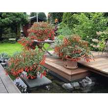 Üppig blühende orangefarbene Begonien in Tontöpfen auf einer mehrstufigen Holzterrasse an einem Gartenteich.