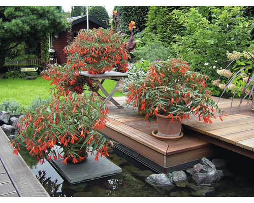 Üppig blühende orangefarbene Begonien in Tontöpfen auf einer mehrstufigen Holzterrasse an einem Gartenteich.