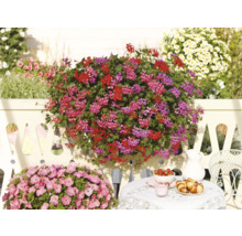 Üppige Geranien in Rot und Pink an einem weißen Zaun sowie ein kleiner Frühstückstisch in einer hellen Gartenszene.