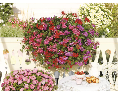 Üppige Geranien in Rot und Pink an einem weißen Zaun sowie ein kleiner Frühstückstisch in einer hellen Gartenszene.