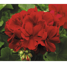 Nahaufnahme einer rot blühenden Pelargonie mit grünen Blättern.
