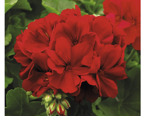 Nahaufnahme einer rot blühenden Pelargonie mit grünen Blättern.