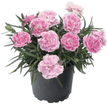 Nelke Dianthus im Topf mit rosa Blüten und grünen Blättern