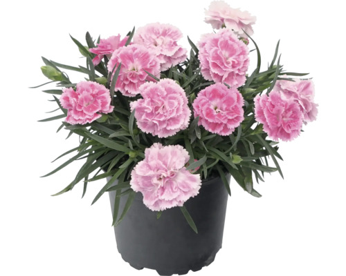 Nelke Dianthus im Topf mit rosa Blüten und grünen Blättern