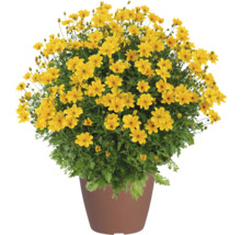 Bidens Goldmarie mit vielen gelben Blüten in einem braunen Pflanztopf.