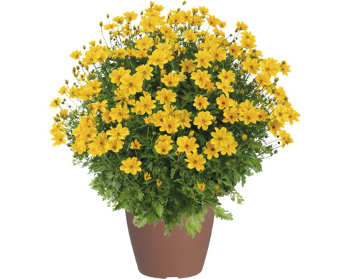 Bidens Goldmarie mit vielen gelben Blüten in einem braunen Pflanztopf.
