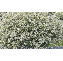 Zauberschnee Euphorbia hypericifolia Diamond Frost mit zahlreichen kleinen weißen Blüten.
