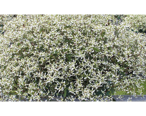 Zauberschnee Euphorbia hypericifolia Diamond Frost mit zahlreichen kleinen weißen Blüten.
