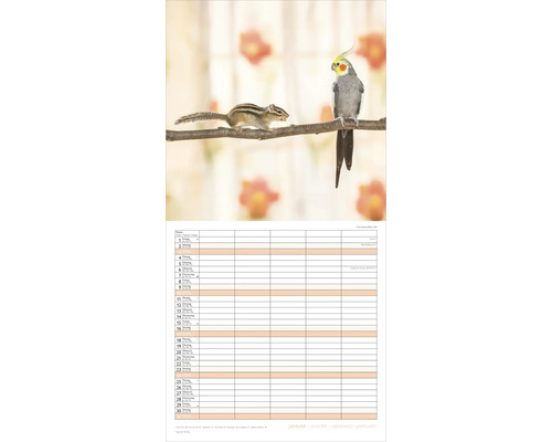 Wandkalender Jänner mit Motiv eines Streifenhörnchens und eines Nymphensittichs auf einem Ast über einem Terminplaner.
