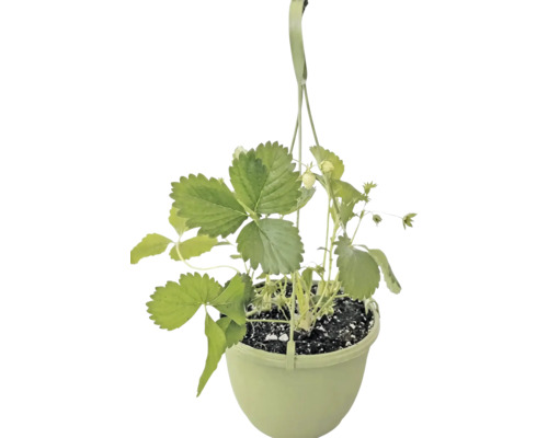 Erdbeerpflanze in einer Blumenampel mit grünen Blättern und kleinen Früchten.