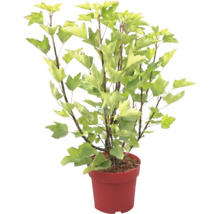 Gartenpflanze mit hellgrünen, gelappten Blättern im roten Pflanztopf.