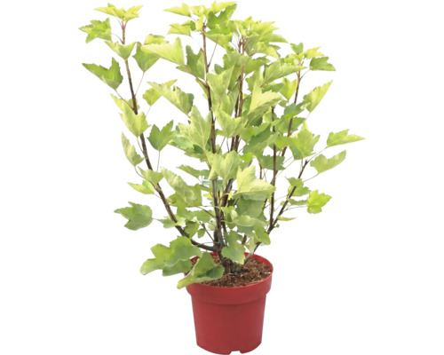 Gartenpflanze mit hellgrünen, gelappten Blättern im roten Pflanztopf.