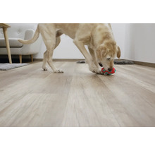 Hund spielt mit Spielzeug auf hellem Bodenbelag in Holzoptik in einem modern eingerichteten Wohnzimmer.