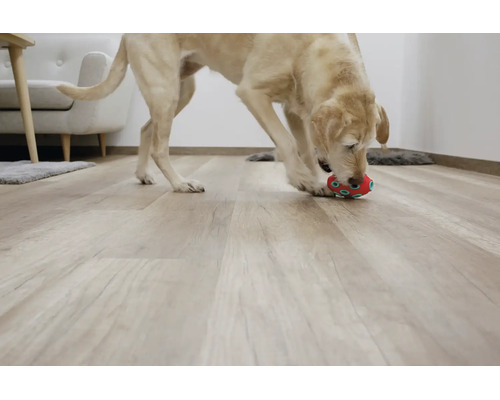 Hund spielt mit Spielzeug auf hellem Bodenbelag in Holzoptik in einem modern eingerichteten Wohnzimmer.