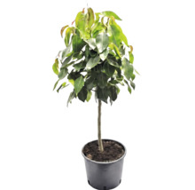 Ficus-Baum mit dichtem grünem Blattwerk und geradem Stamm im schwarzen Kunststofftopf.
