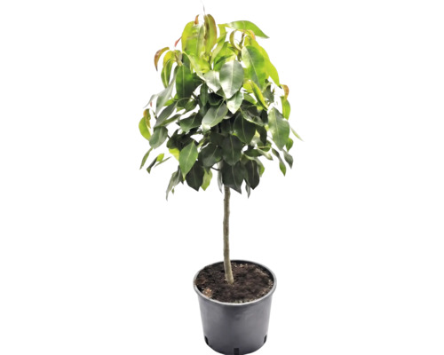 Ficus-Baum mit dichtem grünem Blattwerk und geradem Stamm im schwarzen Kunststofftopf.