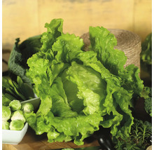 Frischer Batavia-Salatkopf mit gekräuselten Blättern, umgeben von anderem Gemüse wie Rosenkohl und Kräutern.