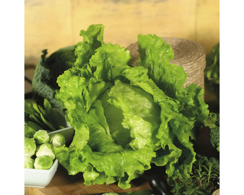 Frischer Batavia-Salatkopf mit gekräuselten Blättern, umgeben von anderem Gemüse wie Rosenkohl und Kräutern.