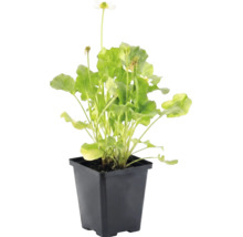 Weiße Sumpfdotterblume Caltha palustris Alba mit grünen Blättern im schwarzen Kunststofftopf.