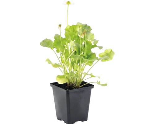 Weiße Sumpfdotterblume Caltha palustris Alba mit grünen Blättern im schwarzen Kunststofftopf.