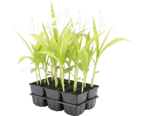 Set mit 6 jungen Pflanzen mit grünen, länglichen Blättern und weißen Blüten in einer schwarzen Kunststoffpalette.