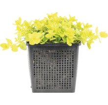 Gold-Pfennigkraut Lysimachia nummularia Aurea in einem schwarzen quadratischen Pflanzkorb für Teiche.