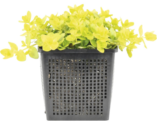 Gold-Pfennigkraut Lysimachia nummularia Aurea in einem schwarzen quadratischen Pflanzkorb für Teiche.