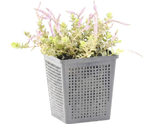 Teichpflanze Mentha pulegium im grauen Pflanzkorb für den Gartenteich
