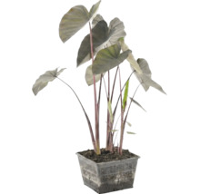 Teichpflanze Alocasia mit dunklen Stielen und großen Blättern in einem schwarzen quadratischen Gitterkorb.