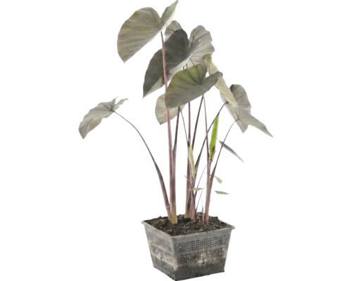 Teichpflanze Alocasia mit dunklen Stielen und großen Blättern in einem schwarzen quadratischen Gitterkorb.