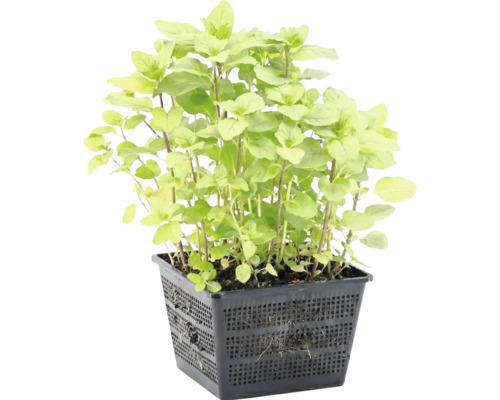 Oregano-Pflanze in einem schwarzen, quadratischen Gittertopf für Teiche.