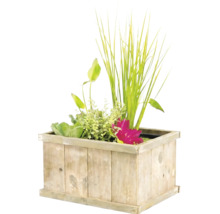 Rechteckiger Holzpflanzkasten mit verschiedenen Wasserpflanzen, Ziergräsern und einer rosa Seerose.