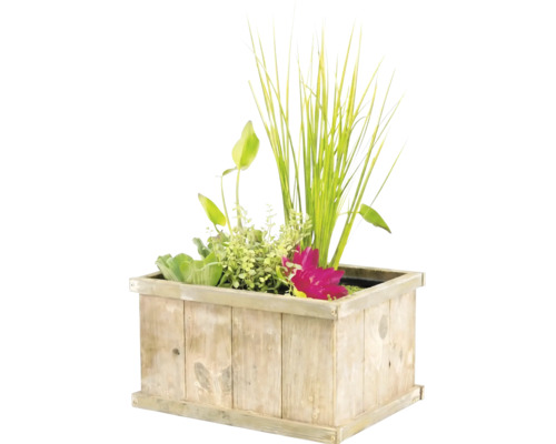 Rechteckiger Holzpflanzkasten mit verschiedenen Wasserpflanzen, Ziergräsern und einer rosa Seerose.