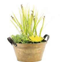Mini-Teich in einer Metallschale mit Schlauchpflanze, Wasserpflanzen und gelber Blüte.