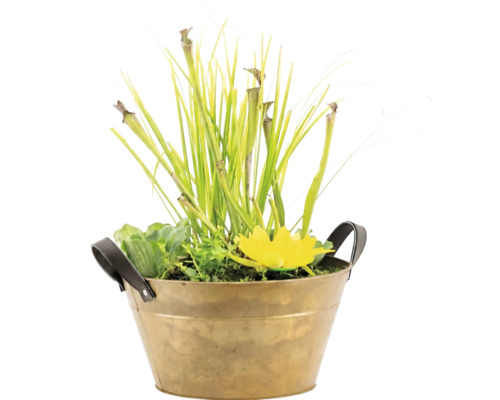 Mini-Teich in einer Metallschale mit Schlauchpflanze, Wasserpflanzen und gelber Blüte.