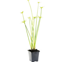 Schirmgras Cyperus alternifolius im schwarzen Kunststofftopf.