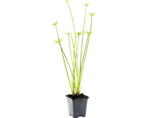 Schirmgras Cyperus alternifolius im schwarzen Kunststofftopf.