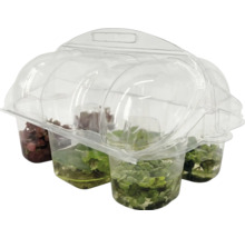 Aquarium-Pflanzen-Set, 4-teilig, in transparenter Kunststoffverpackung.