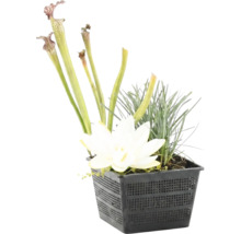 Teichpflanzen-Set mit weißer Blüte, Schlauchpflanze und Gräsern in einem schwarzen Pflanzkorb aus Kunststoff.