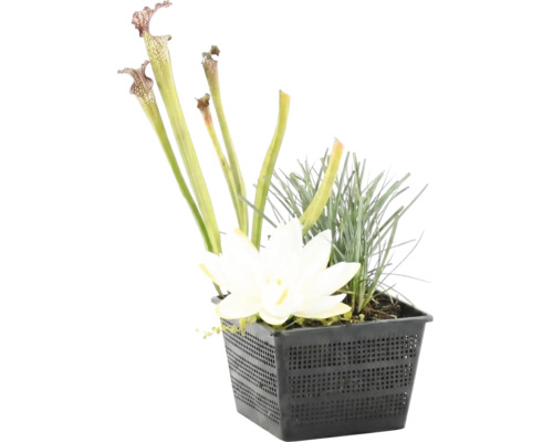Teichpflanzen-Set mit weißer Blüte, Schlauchpflanze und Gräsern in einem schwarzen Pflanzkorb aus Kunststoff.