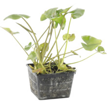 Teichpflanze mit grünen Blättern in einem schwarzen Pflanzkorb für den Gartenteich.