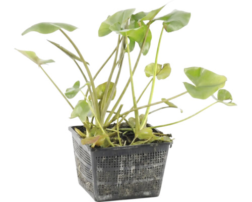 Teichpflanze mit grünen Blättern in einem schwarzen Pflanzkorb für den Gartenteich.